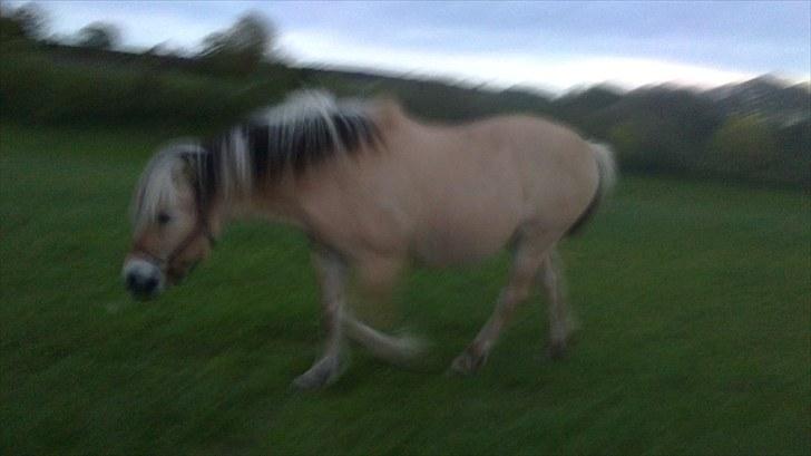 Fjordhest Strauss *SOLGT* - Lidt tyk : ) billede 7