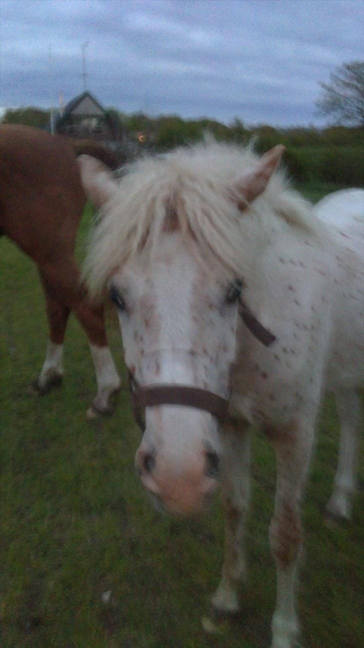 Anden særlig race No name SOLGT - Smukke<3 billede 6