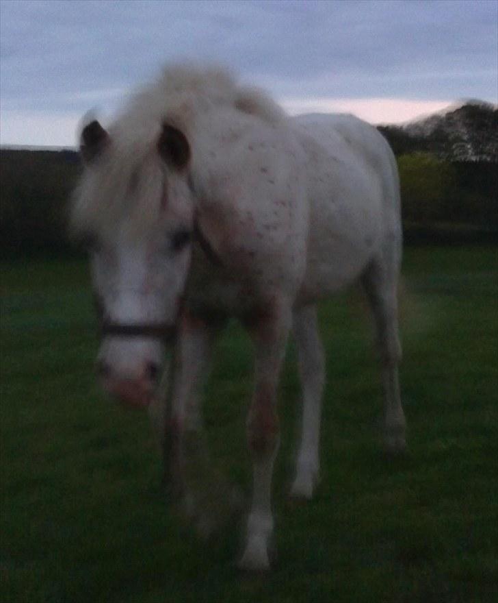 Anden særlig race No name SOLGT - Er en meter fra Randi : ) store fremskridt : ) <3 billede 7