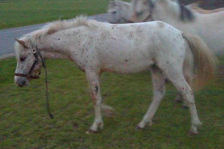 Anden særlig race No name SOLGT - <3 billede 8