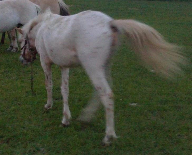 Anden særlig race No name SOLGT - Hvad laver de andre? <3 billede 9