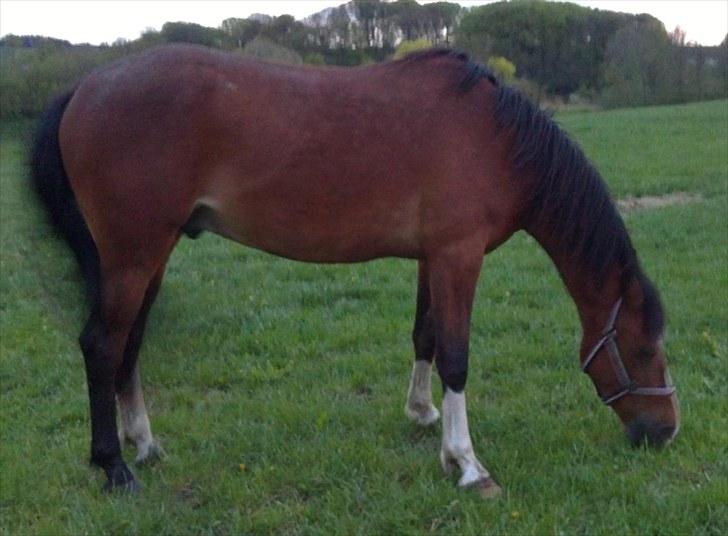 Anden særlig race Lazal billede 7