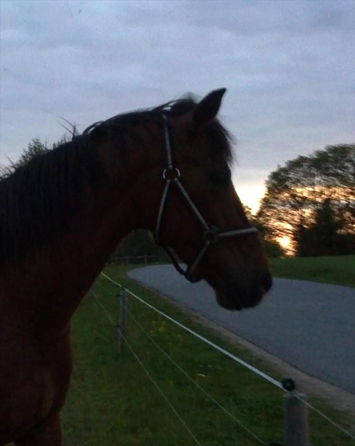 Anden særlig race Lazal billede 8