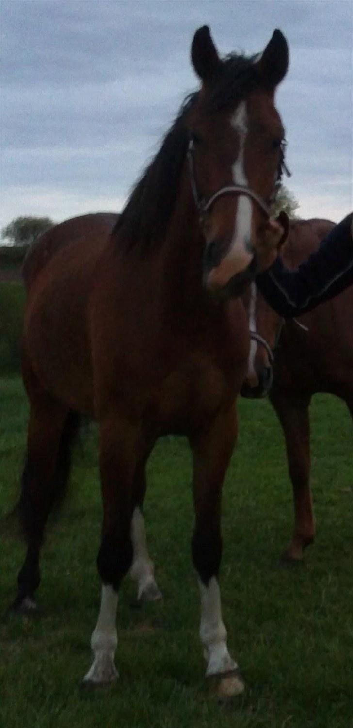 Anden særlig race Lazal billede 9