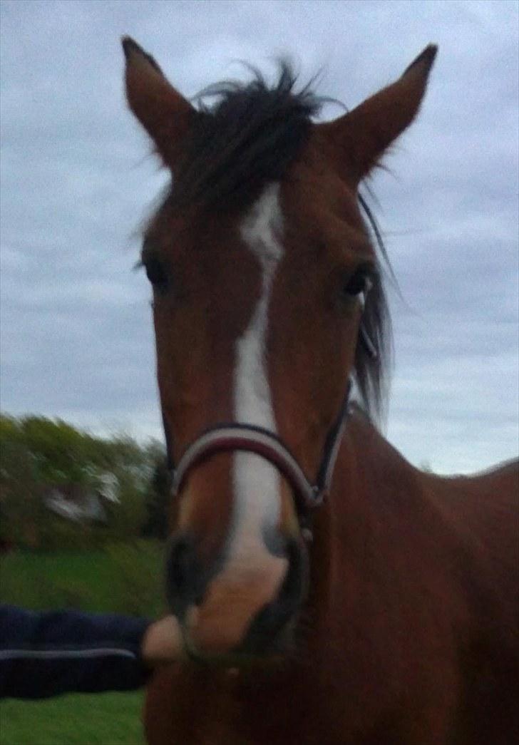 Anden særlig race Lazal billede 11