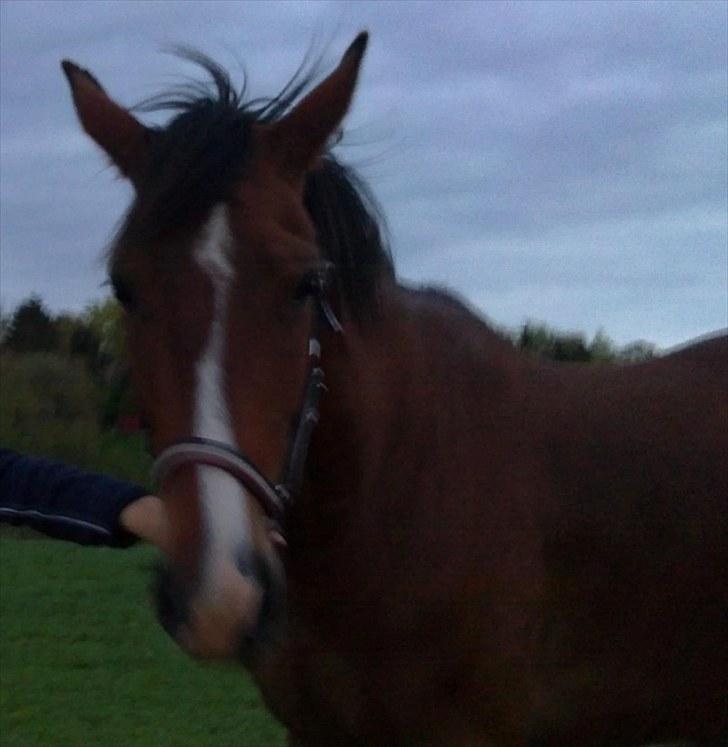 Anden særlig race Lazal billede 12