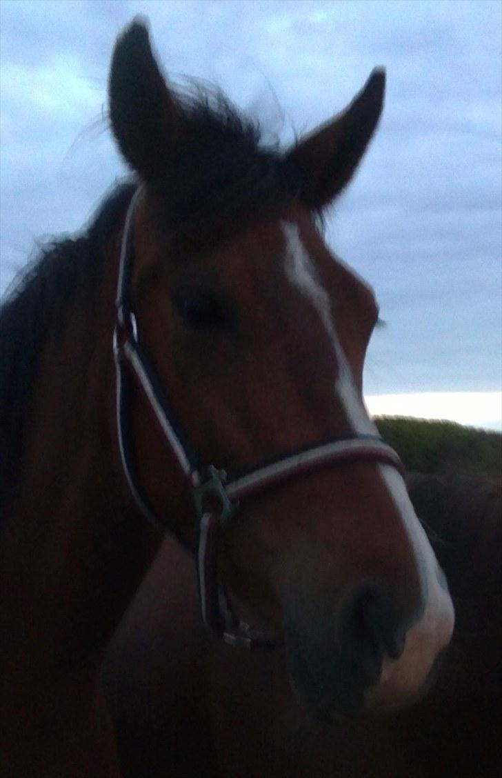 Anden særlig race Lazal billede 13