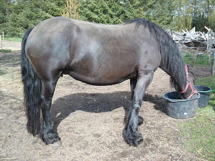 Frieser Ieke Mewaline B. #SOLGT# R.I.P. Mulle - Dagen før hun folede billede 16