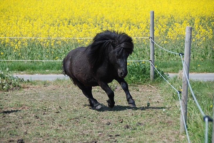 Shetlænder Ejstrups Payback - Basse <3 - Maj 2011 billede 13