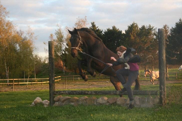 Anden særlig race Brøderups Brimer billede 17