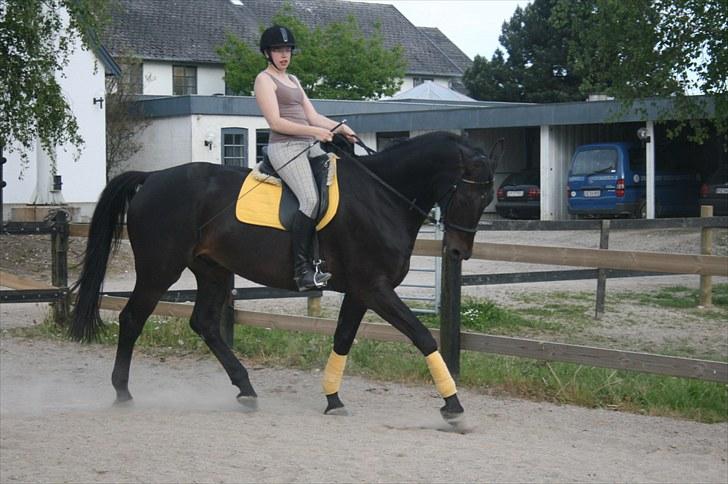 Anden særlig race Brøderups Brimer billede 19