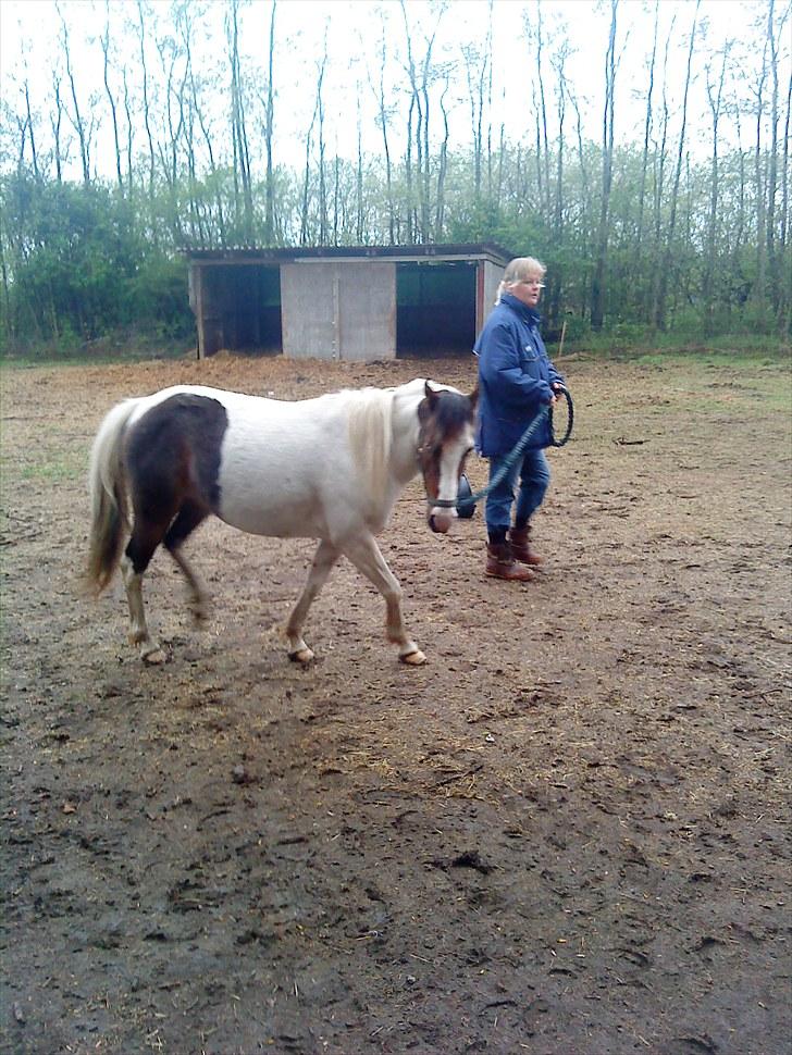 Anden særlig race Dixie billede 16