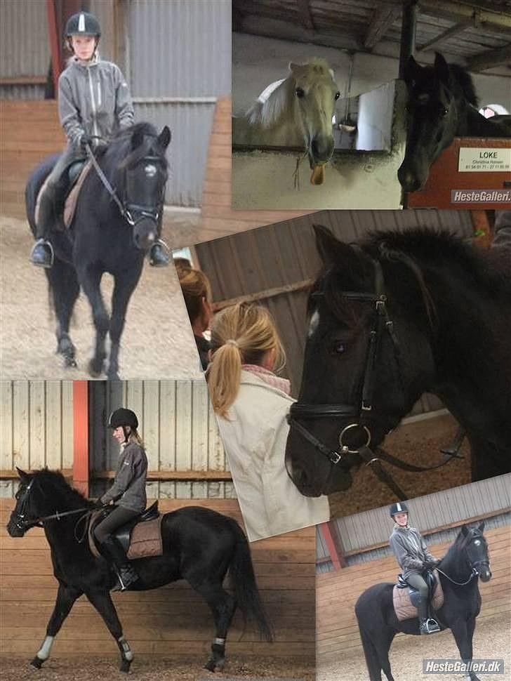 New Forest montana - Et redigeret billede med Monti! billede 11