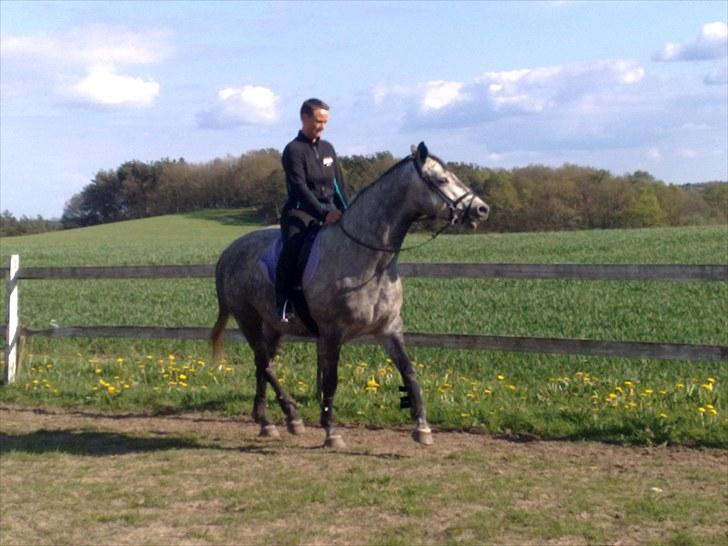 Trakehner Betania af Gadebjerggaard R.I.P billede 17