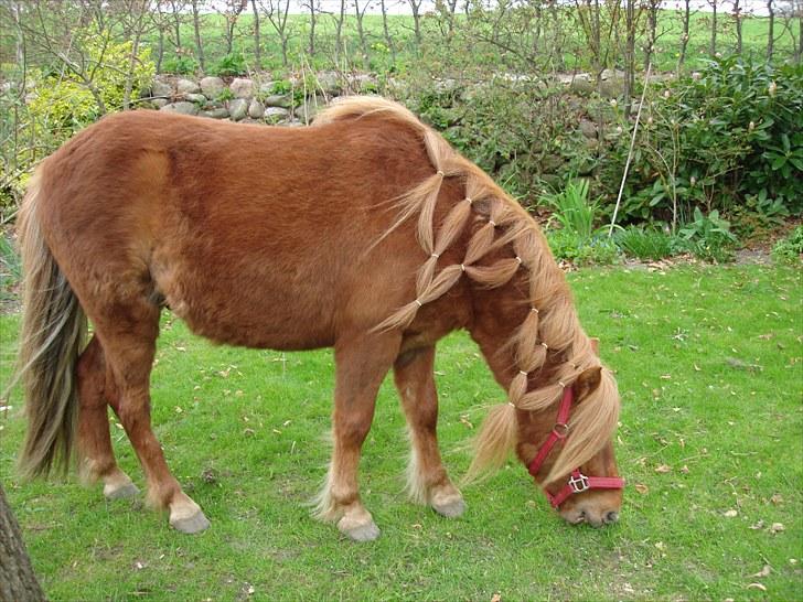 Shetlænder Flaxen billede 8