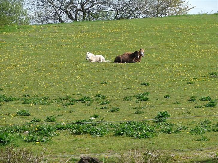 Welsh Mountain (sec A) Mosegaard's Surprice - 19 maj 2010 - Putter med Lady og Dream:-) billede 16