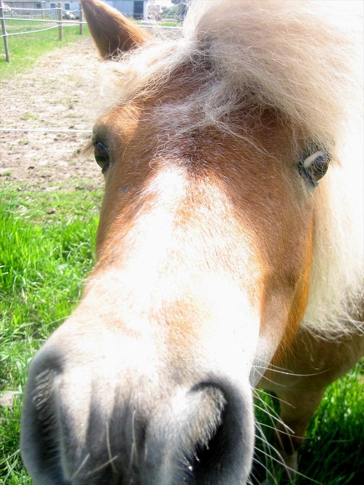 Shetlænder Præstegårdens Trille - "Se miiiiiig! Jeg vil kysses!" billede 10