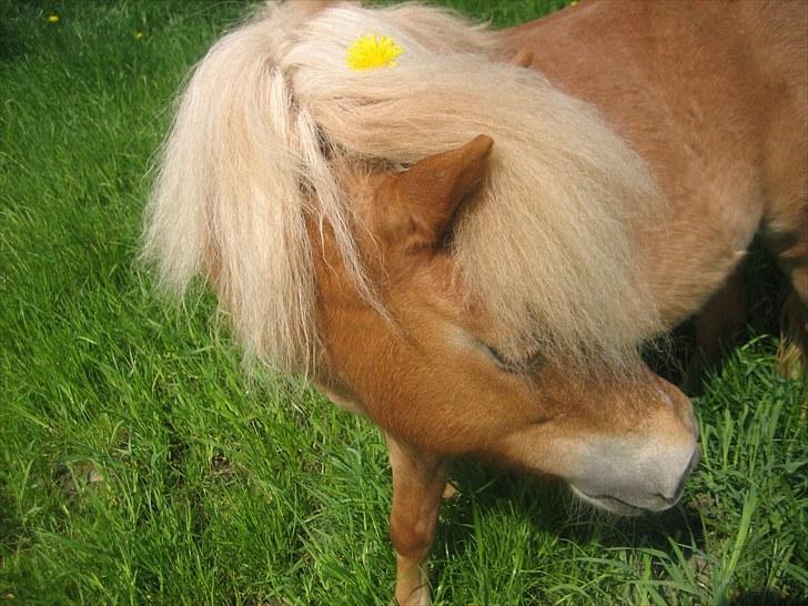 Shetlænder Præstegårdens Trille - Rigtig fin, med blomst i håret ;) billede 5