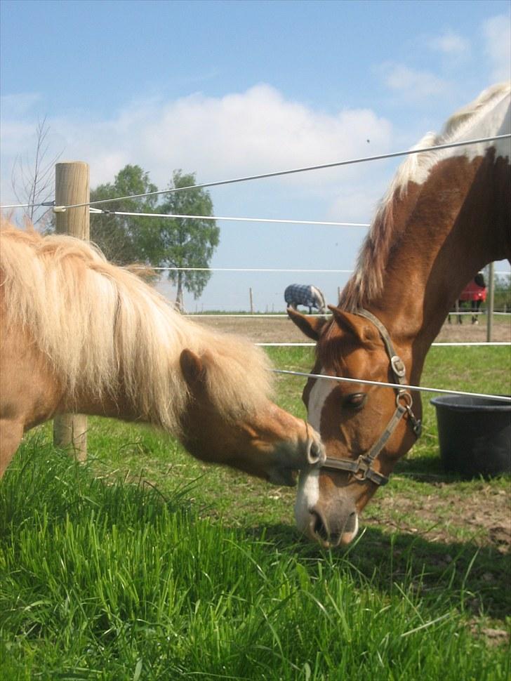 Shetlænder Præstegårdens Trille - Wonders grime skal lige bides lidt i ;) billede 15