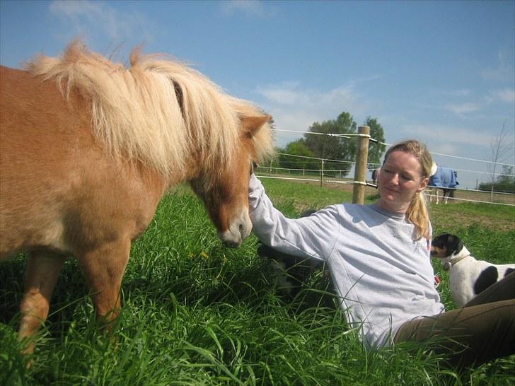 Shetlænder Præstegårdens Trille -  Felix, Mulle, Trille og mor hygger sig i det friske græs. :) billede 16