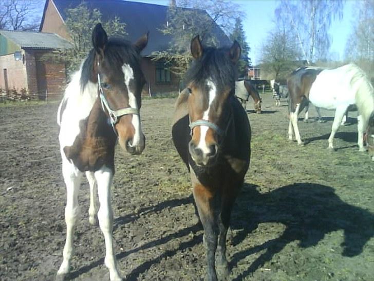 New Forest hiphop. - hiphop på fold i 2008. den der står ved siden af er min gamle pinto hingst men han er solgt=) billede 8