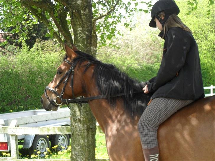 Anden særlig race Maggie billede 4