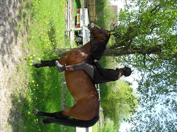 Anden særlig race Maggie billede 8