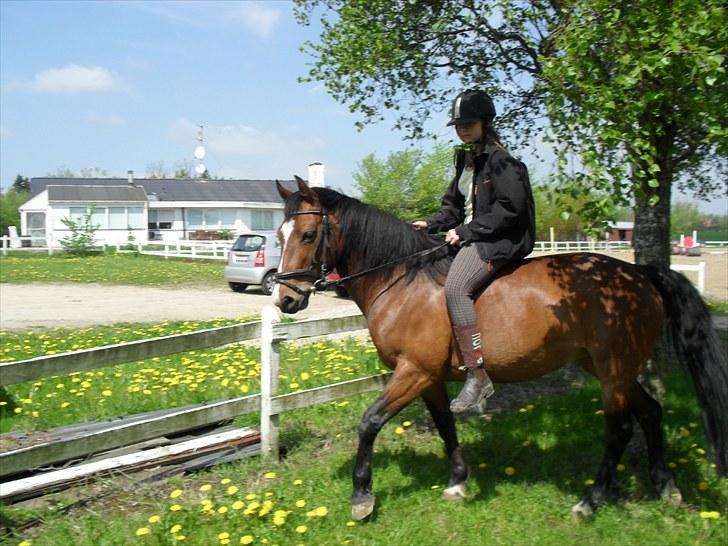Anden særlig race Maggie billede 10