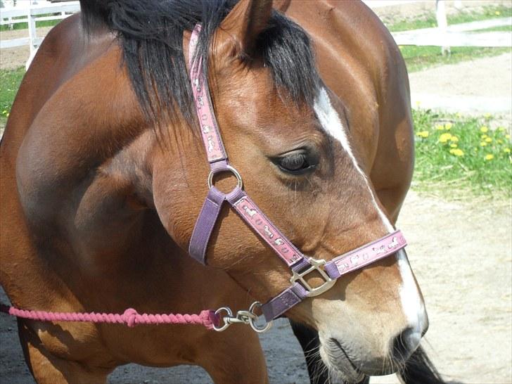 Anden særlig race Maggie - Elsker dig . :) <3 billede 2