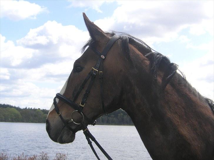 Anden særlig race Millenium Pride - Smuk ved St. Øksø <3 Foto: Kate Hammer Jakobsen. billede 8