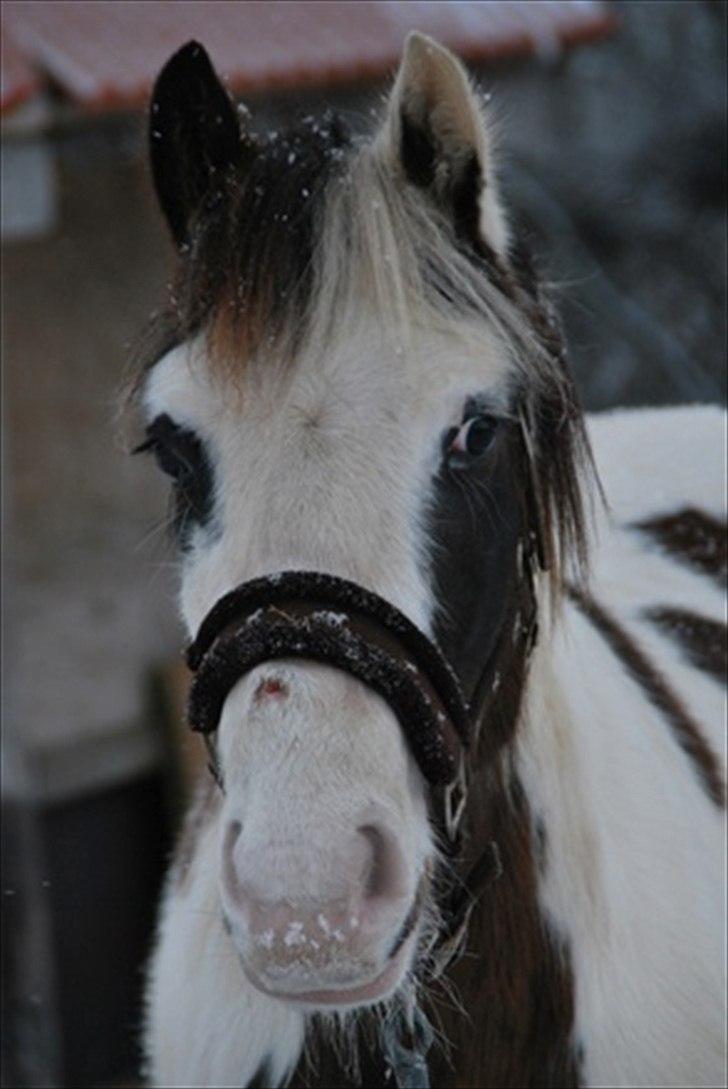 Anden særlig race Spanggaard's Pocahontas  - MIN SMUKKE PONY!! <3 billede 1