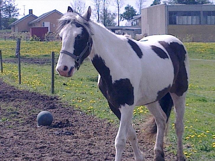 Anden særlig race Spanggaard's Pocahontas  - en af de første dage, der var hun stadig ret sky.. billede 2