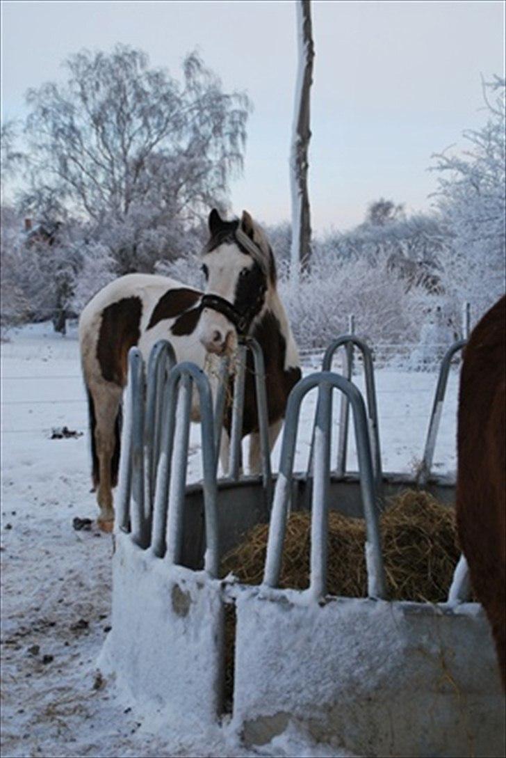 Anden særlig race Spanggaard's Pocahontas  - vinter bamse :-) billede 3
