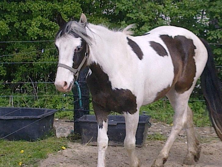 Anden særlig race Spanggaard's Pocahontas  - BABY! billede 4