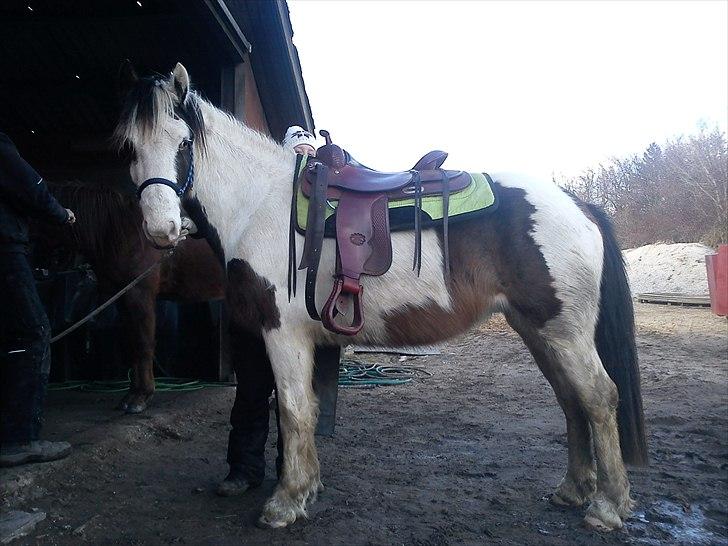 Anden særlig race Spanggaard's Pocahontas  - Poca med Western sadel på for første gang! :-) billede 5