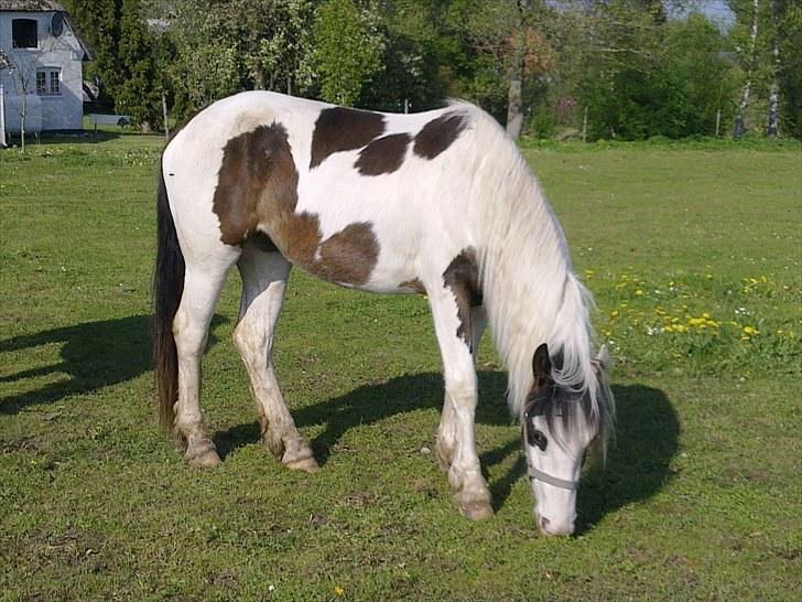 Anden særlig race Spanggaard's Pocahontas  - første dag jeg havde hende! billede 6