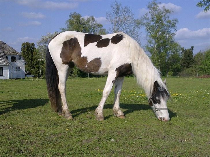 Anden særlig race Spanggaard's Pocahontas  - første dag jeg havde hende! billede 7
