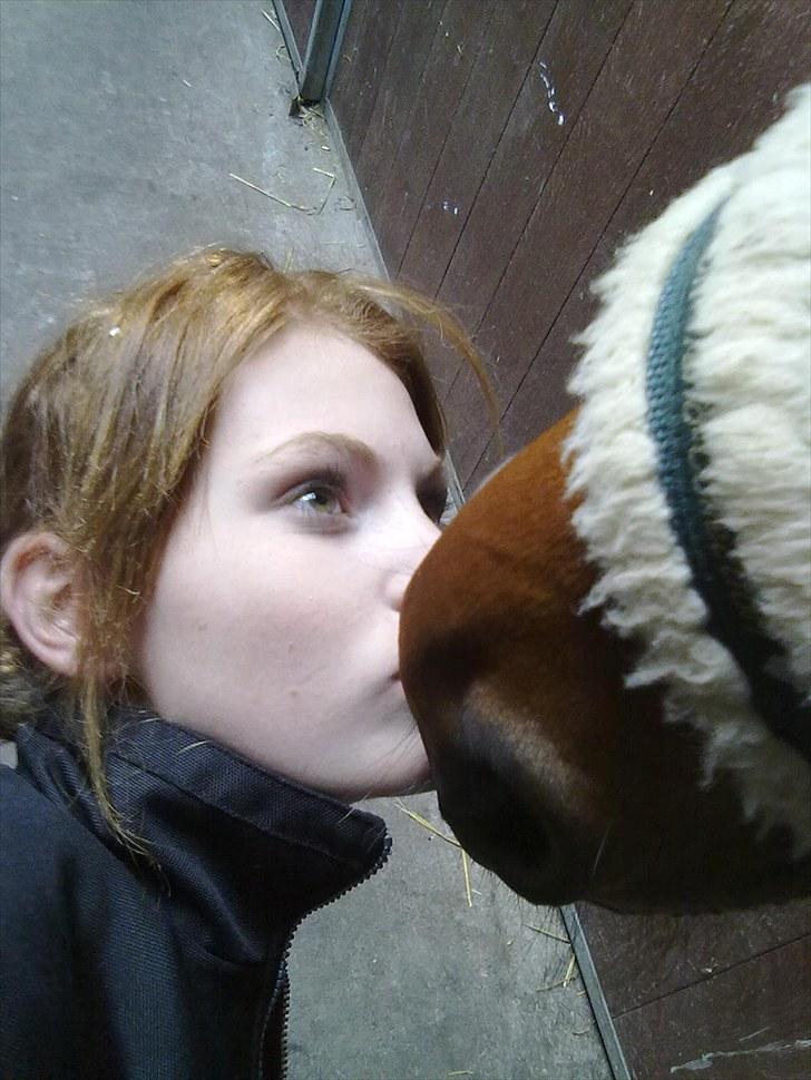 Holstener Sir Sirocco - Sirocco! Du er den aller mest fantastiske hest jeg kender! Du er den eneste hest jeg har knyttet mig så hurtigt til.  billede 12