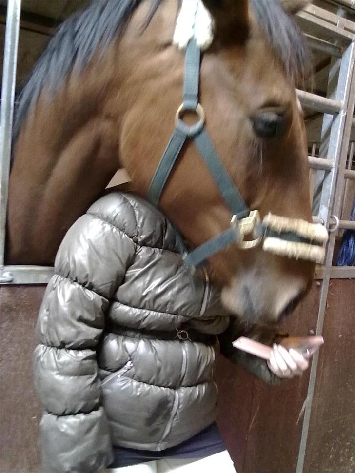 Holstener Sir Sirocco - MOAAR! gider du godt lægge den telefon og kælde mig istedet?. Hverken mor skriver mobil er sirocco der straks og puffer til hende :o) billede 13