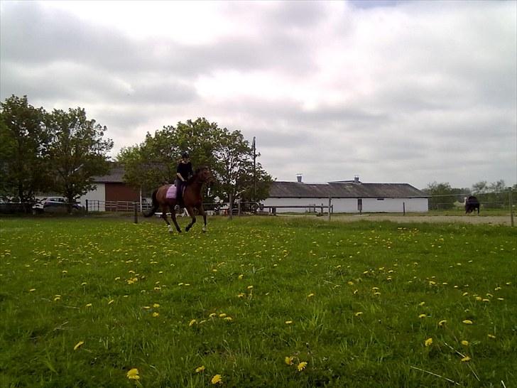 Holstener Sir Sirocco - er der noget du elsker er det en freser. billede 15