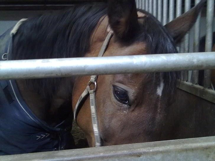 Holstener Lady Coco - Aften før, du skulle over til de fantastiske grønne marker, og sol og sommer året rundt. Jeg elsker dig min eneste.<3 du var alt. billede 7