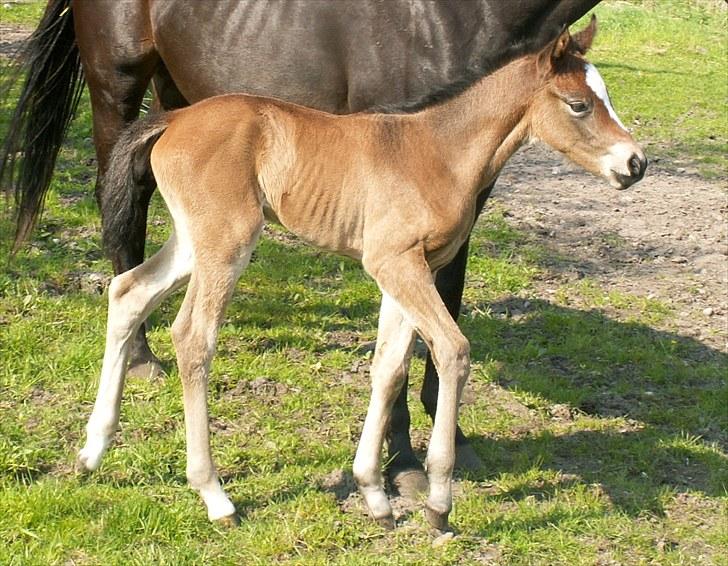 Welsh Partbred (Sec F) Stillebækkens Alma - Stillebækkens Alma billede 1