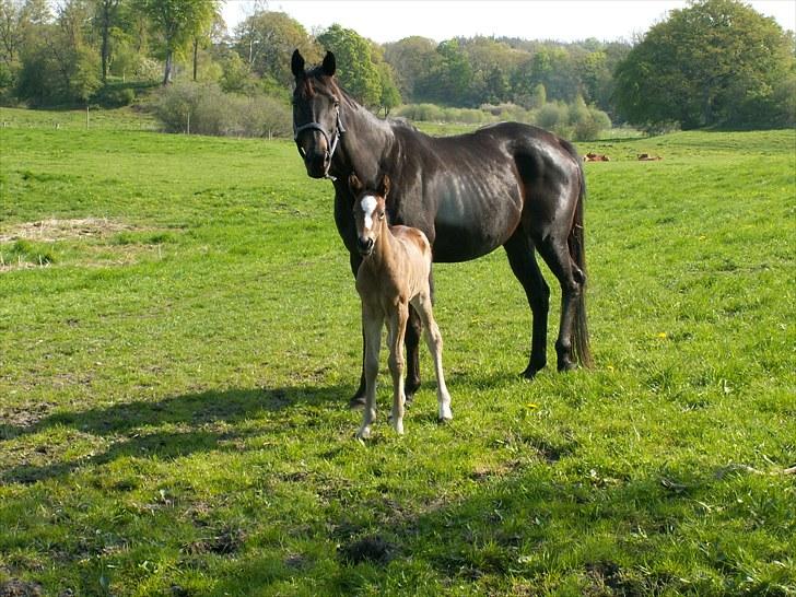 Welsh Partbred (Sec F) Stillebækkens Alma - mor Nike og baby Alma billede 2