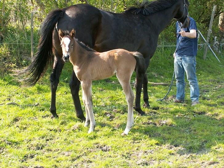 Welsh Partbred (Sec F) Stillebækkens Alma - Dejligt vejr billede 3