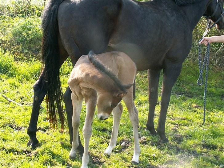 Welsh Partbred (Sec F) Stillebækkens Alma - åh  altså nu er der noget der klør billede 4