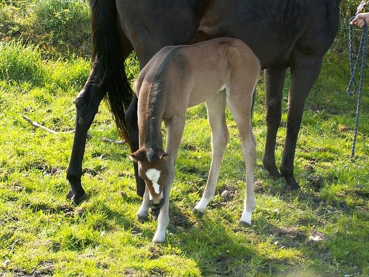 Welsh Partbred (Sec F) Stillebækkens Alma - har duset mine lange ben? billede 5