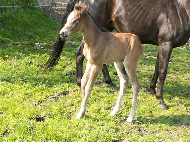 Welsh Partbred (Sec F) Stillebækkens Alma - uha da hvad var det? billede 6