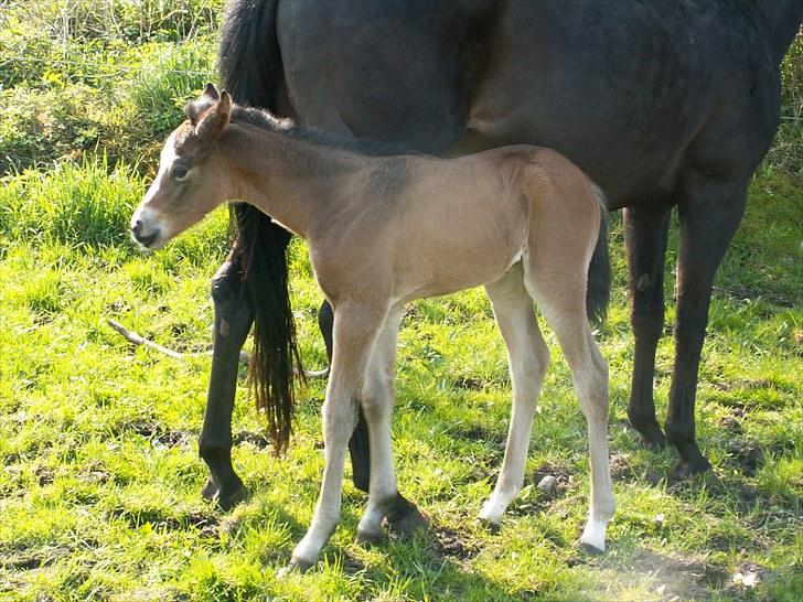 Welsh Partbred (Sec F) Stillebækkens Alma - se hun er helt mørk ved manken billede 7