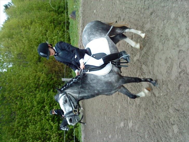 Welsh Pony (sec B) aluna billede 12