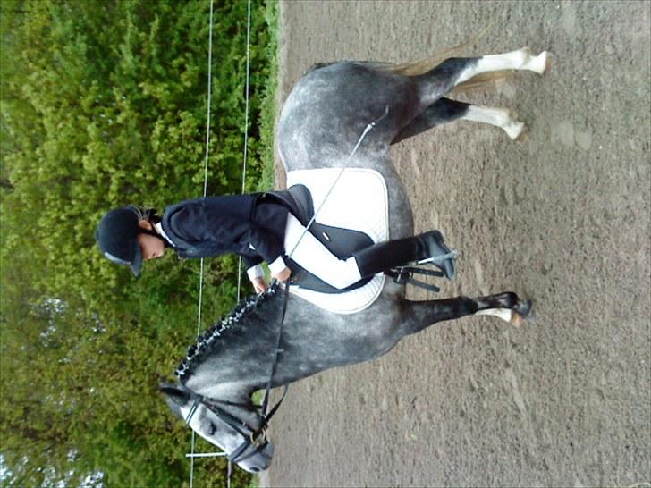 Welsh Pony (sec B) aluna billede 13